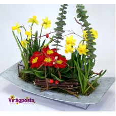 Narcissus and primula on a modern metal bowl M